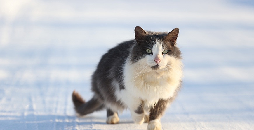 Акция по пристройству бездомных котов и собак "Дорога домой" пройдет в Минске 18 декабря