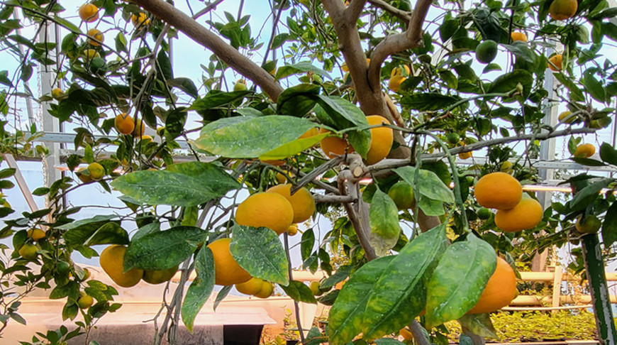 Ботанический сад 19-21 января приглашает посетить оранжерею суккулентов и лимонарий